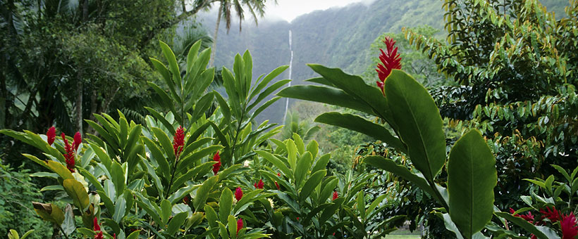 Hawaiian Rainforests