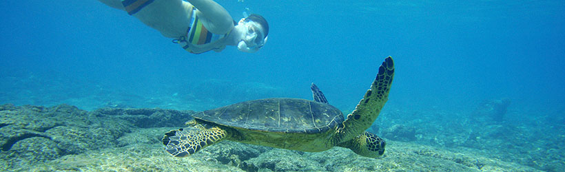 Snorkeling Hawaii